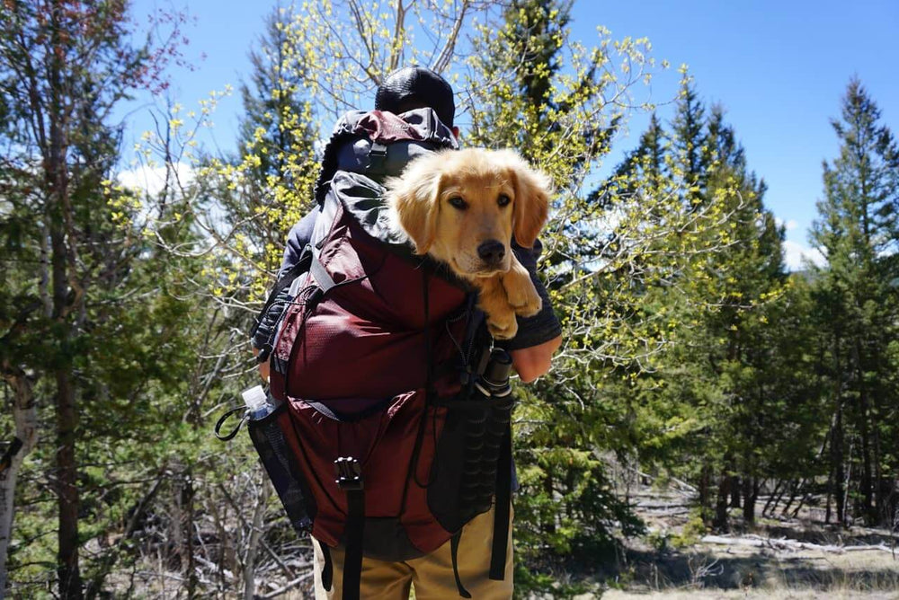 Hund im Rucksack beim Wandern