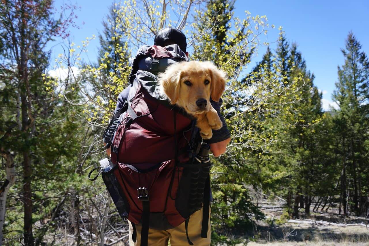 Wandern mit Hund: Einfach losziehen oder doch richtig vorbereiten?